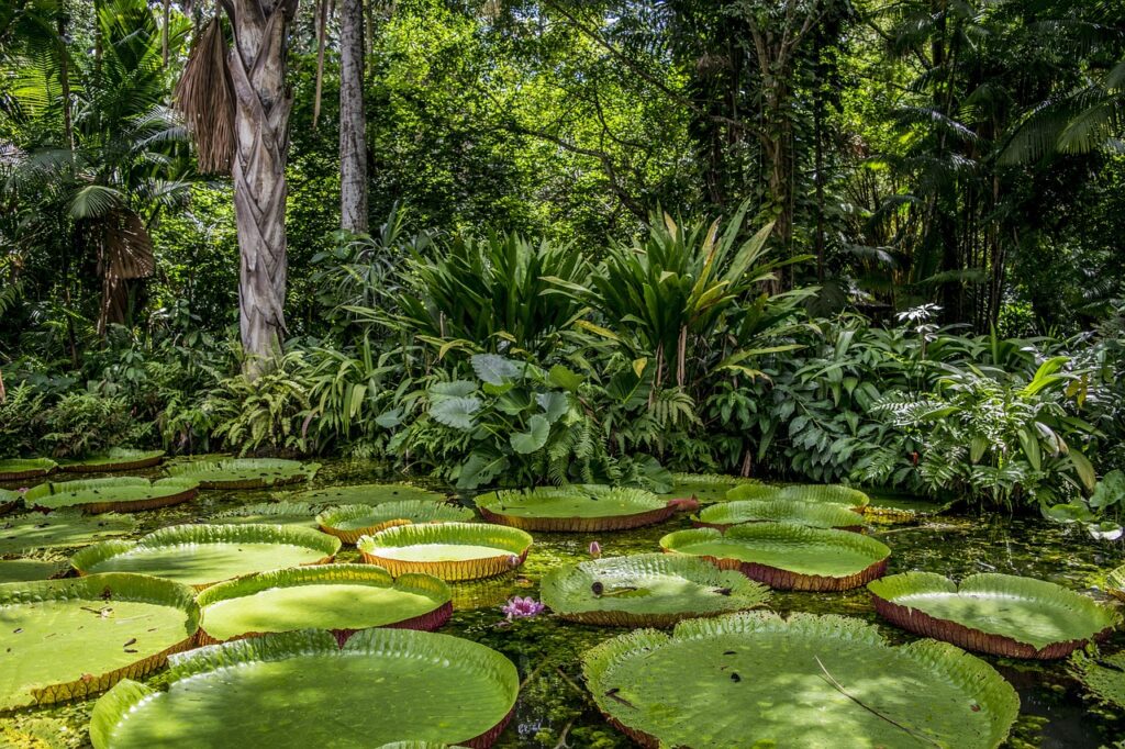 plantas nativas do brasil