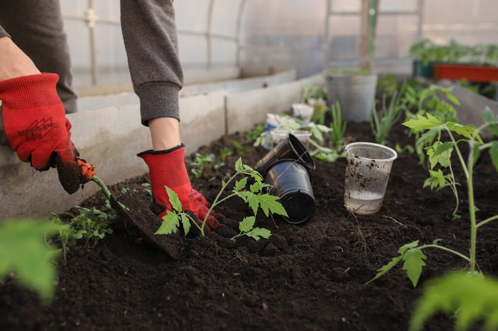 Pessoa plantando flores em uma estufa para iniciantes no cultivo de flores