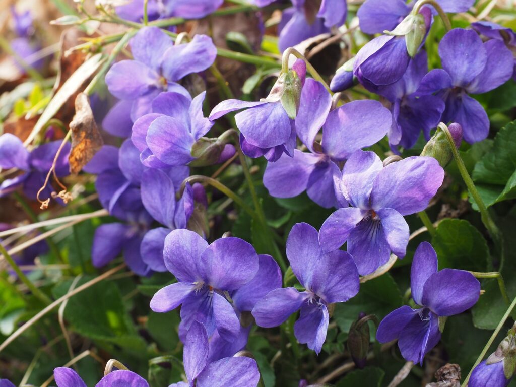 como cultivar violetas